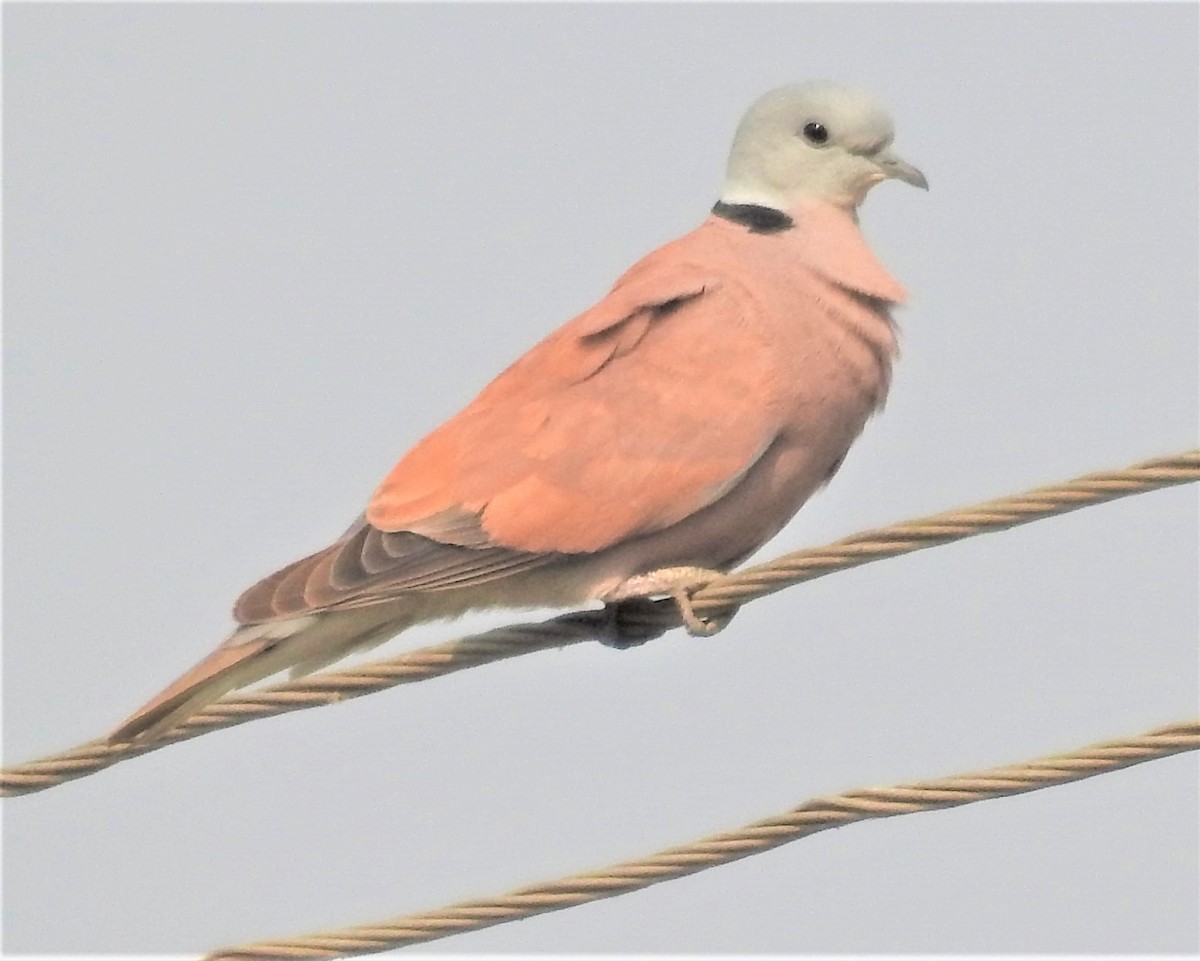 Red Collared-Dove - ML320599761