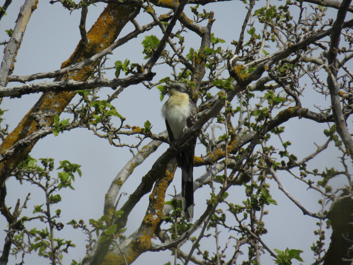 Great Spotted Cuckoo - ML320600811