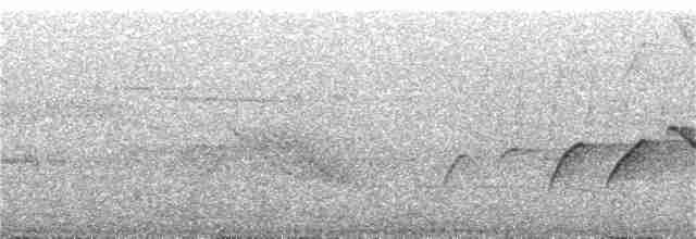 Белоухая сибия - ML320601571