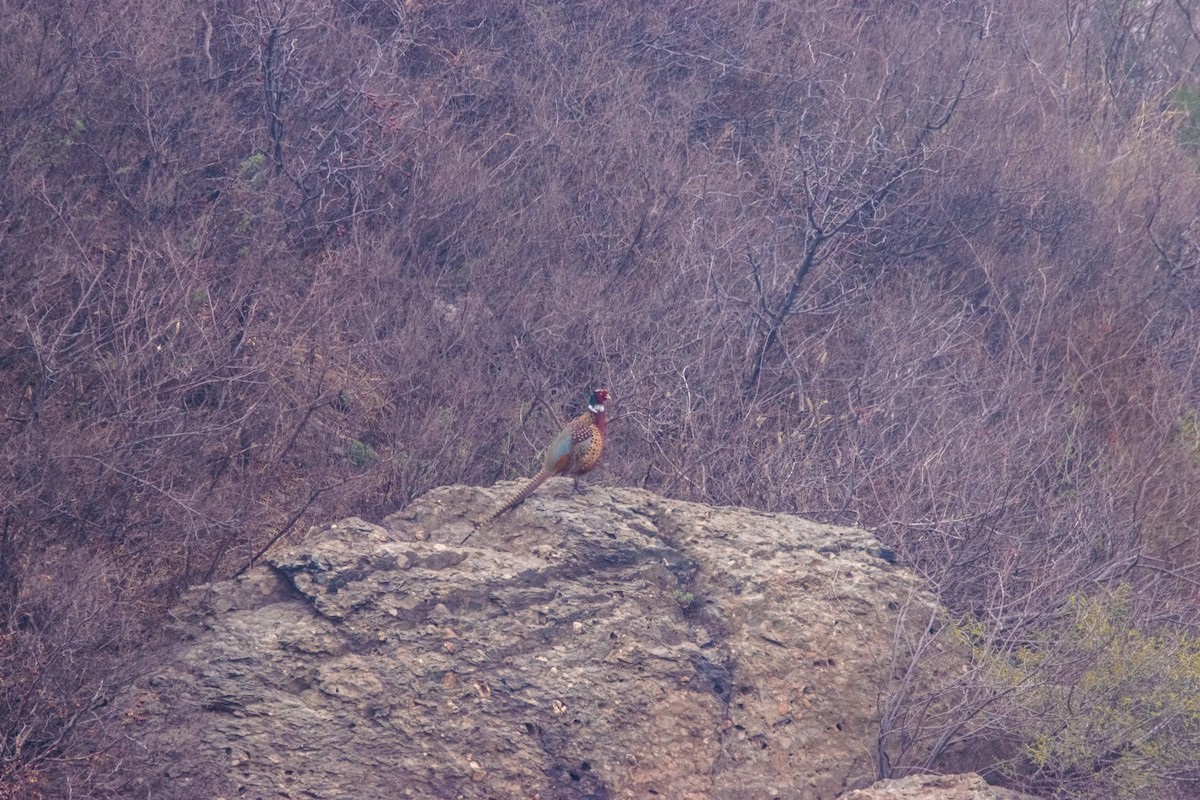 Ring-necked Pheasant - Zhuofei Lu