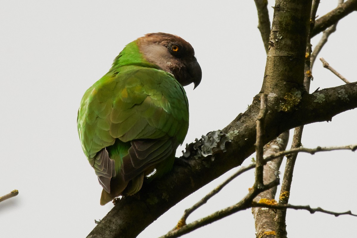 Senegal Parrot - Paulo Fernandez