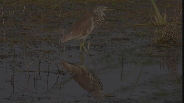 Indian Pond-Heron - ML320611131