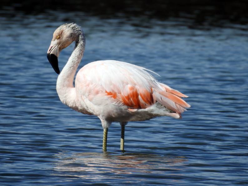 Chilean Flamingo - ML320612421