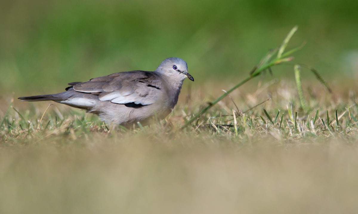 Picui Ground Dove - ADRIAN GRILLI