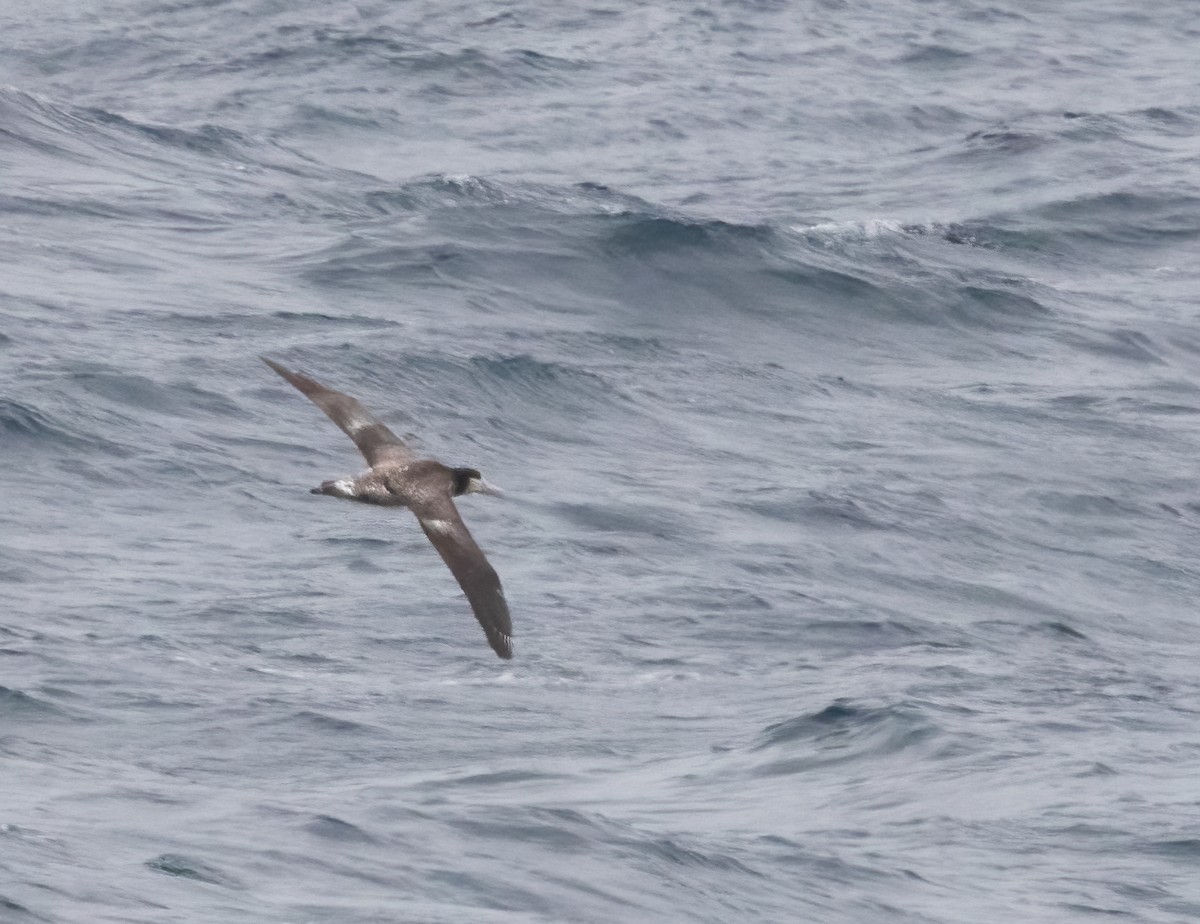 Short-tailed Albatross - ML320618251