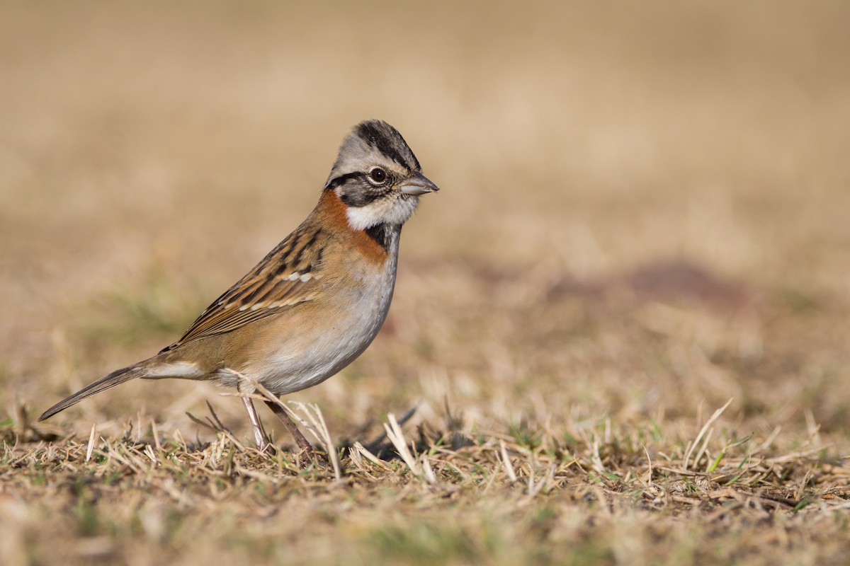 Rufous-collared Sparrow - ADRIAN GRILLI