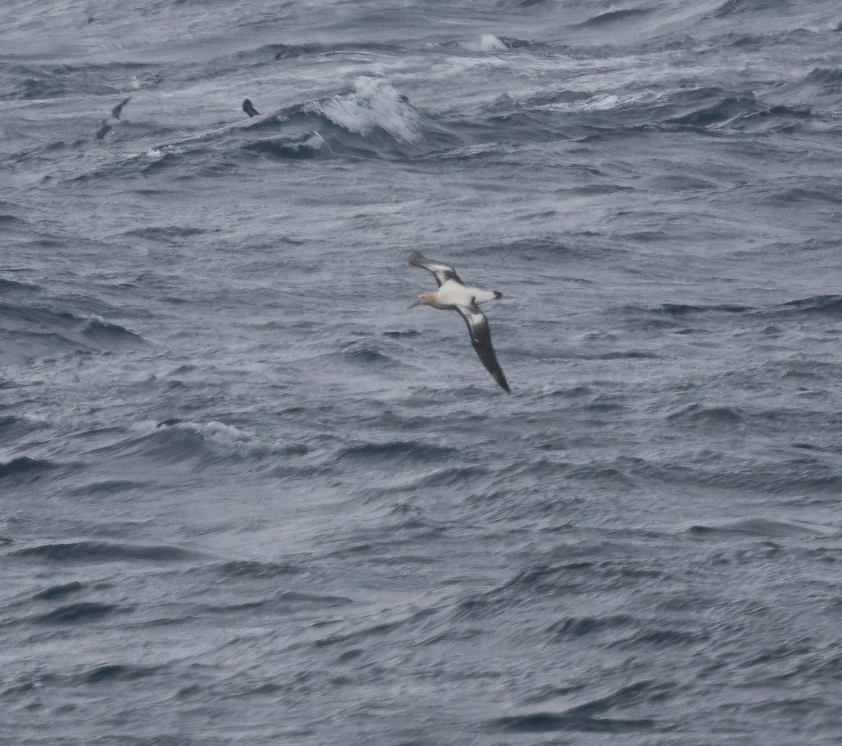 Short-tailed Albatross - ML320620961