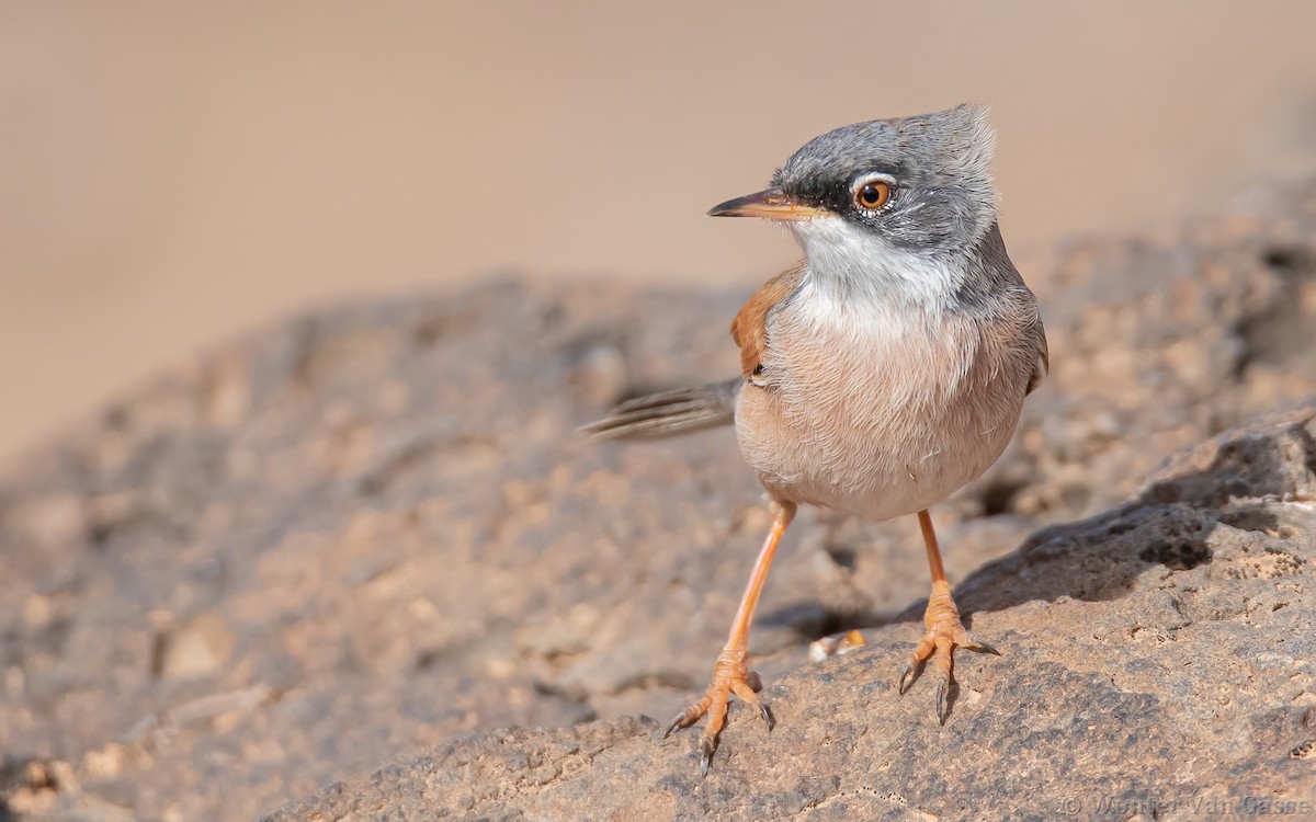 Spectacled Warbler - ML320621941