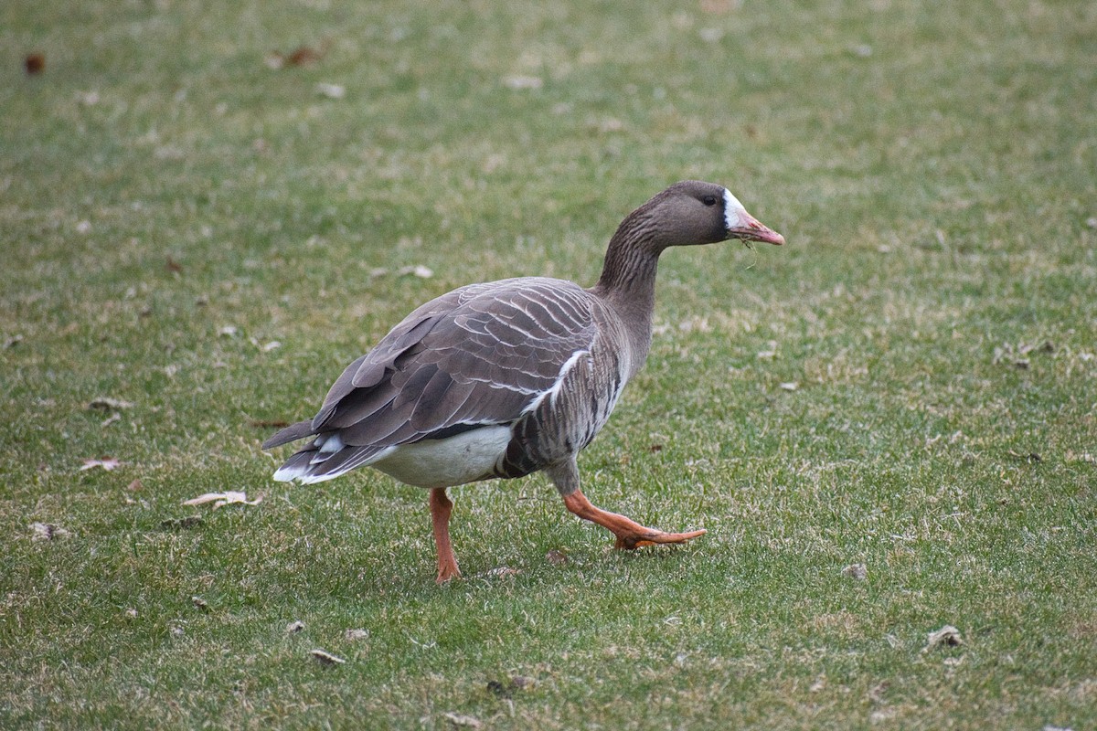 Greater White-fronted Goose - ML320621971