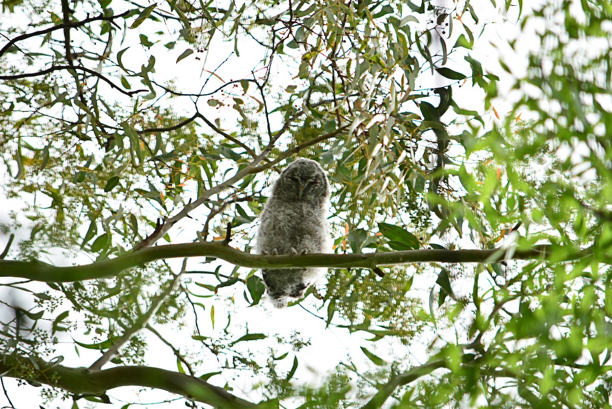 Tawny Owl - ML320625081