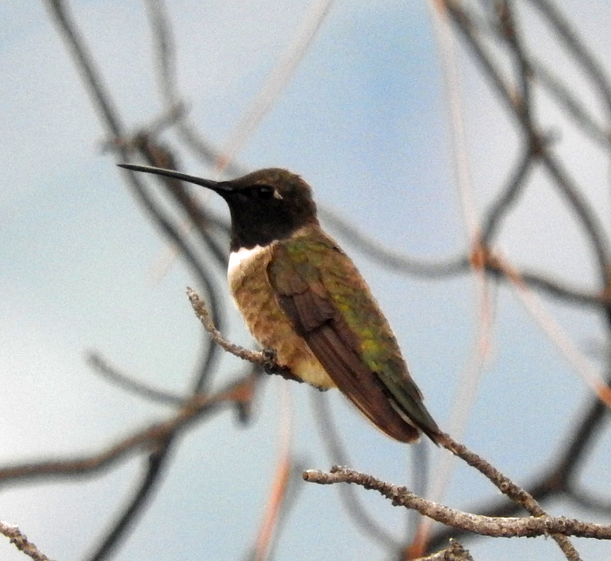 Broad-tailed Hummingbird - ML32062541