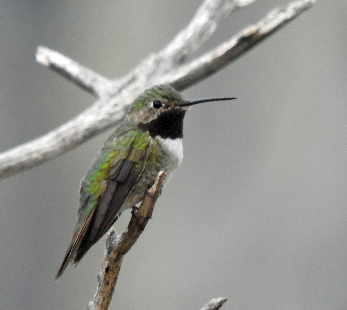 Broad-tailed Hummingbird - Tresa Moulton