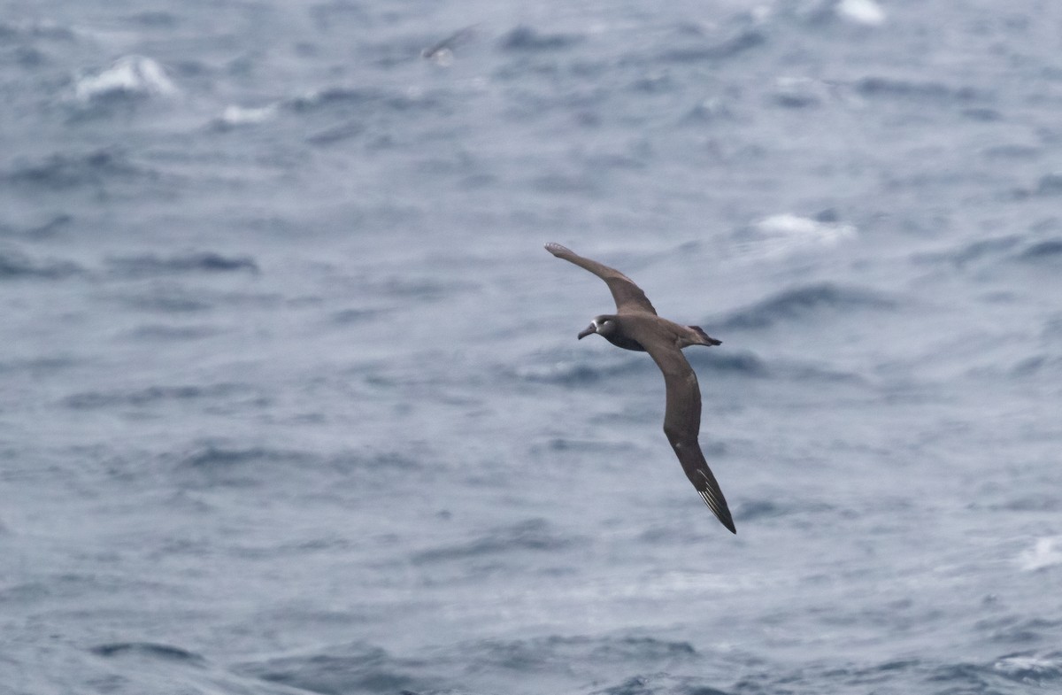 Black-footed Albatross - Per Smith