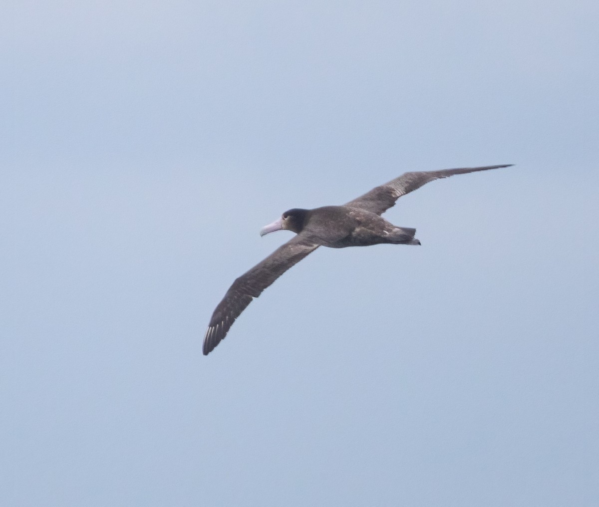 Short-tailed Albatross - ML320627941