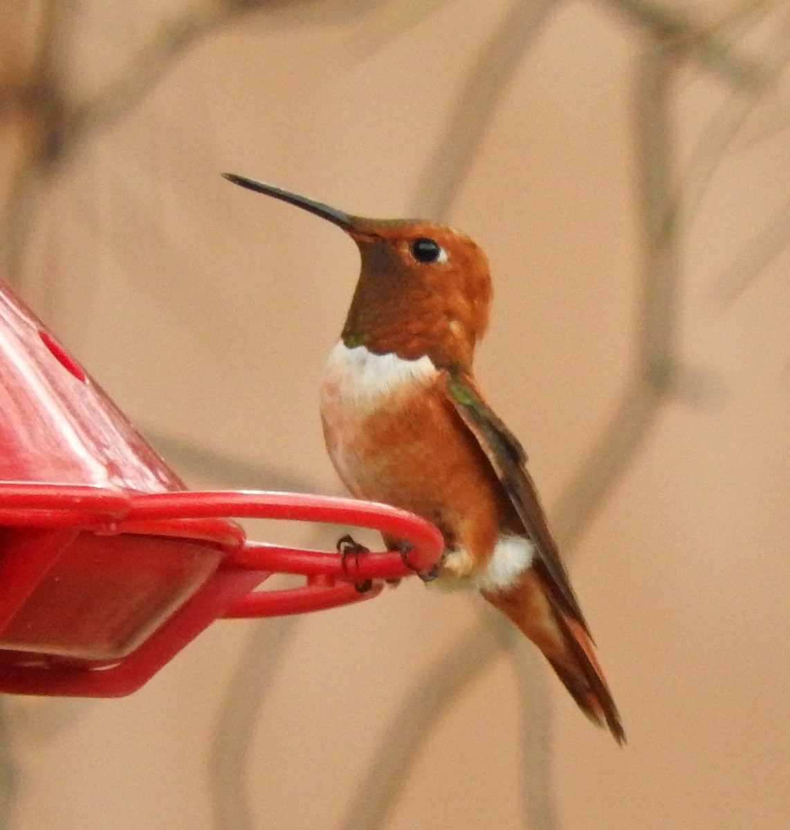 Rufous Hummingbird - ML32062901
