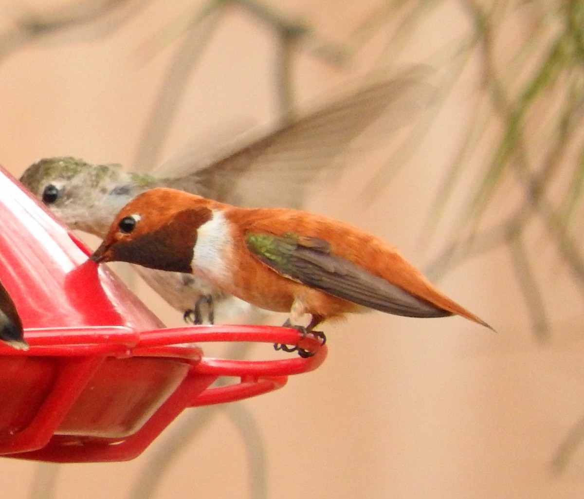 Rufous Hummingbird - Tresa Moulton