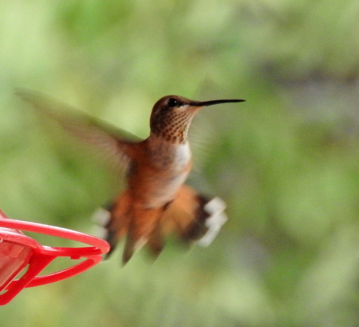 Rufous Hummingbird - ML32062961