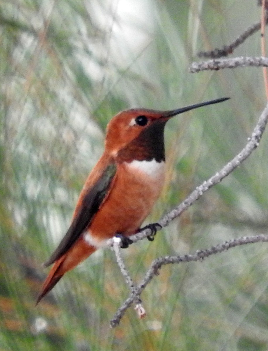 Rufous Hummingbird - ML32062981