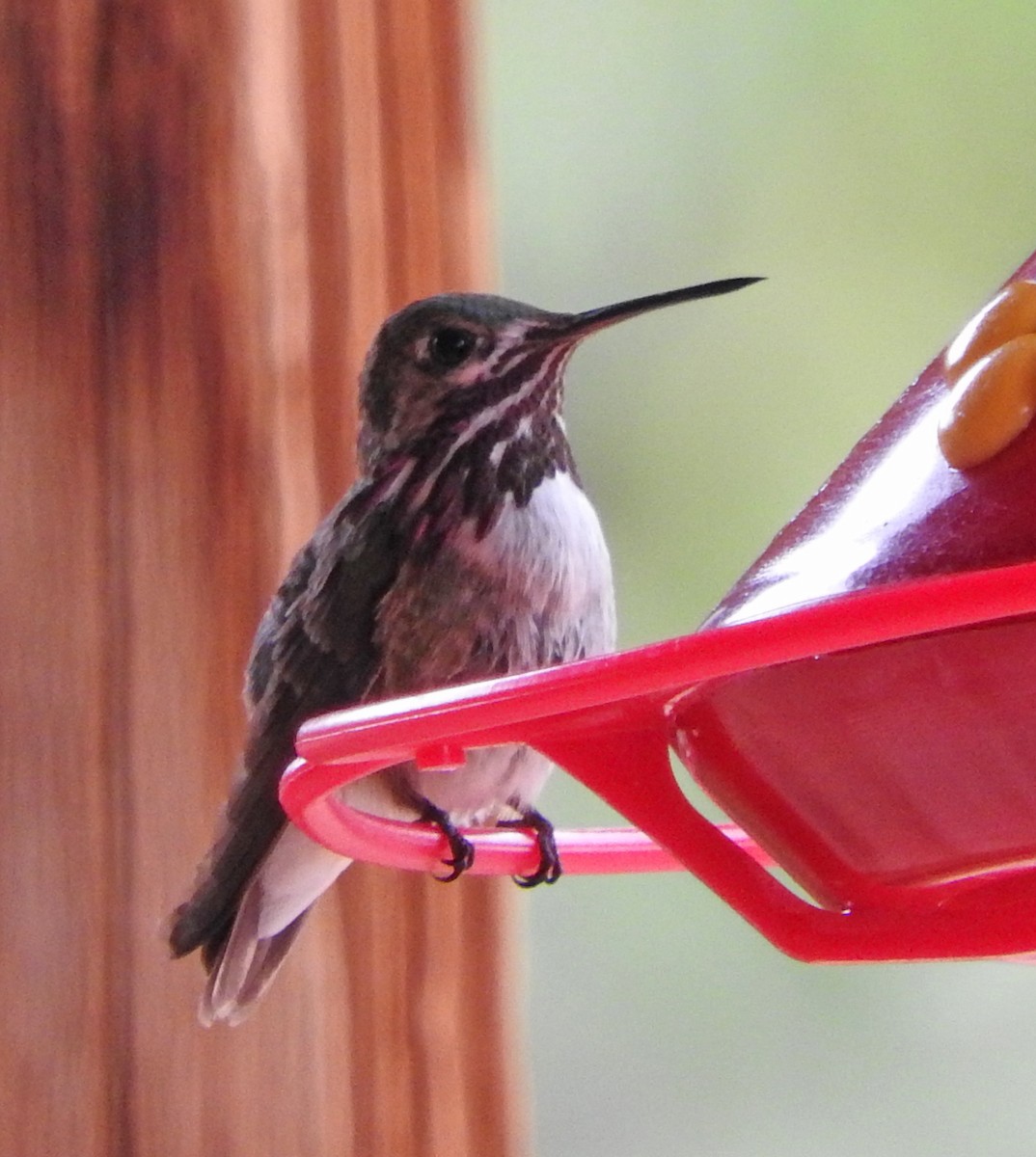 Calliope Hummingbird - ML32063351
