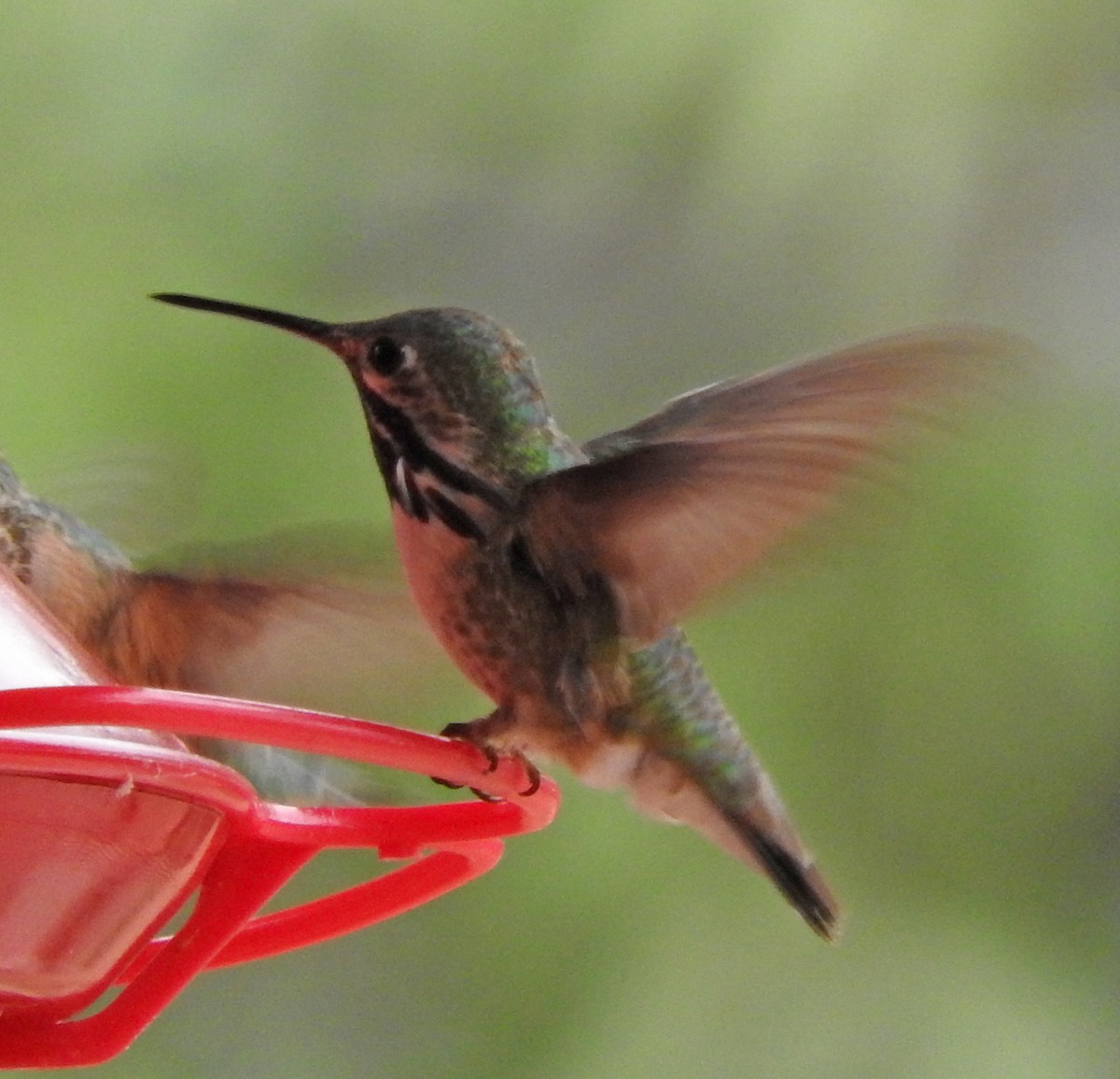 Calliope Hummingbird - Tresa Moulton