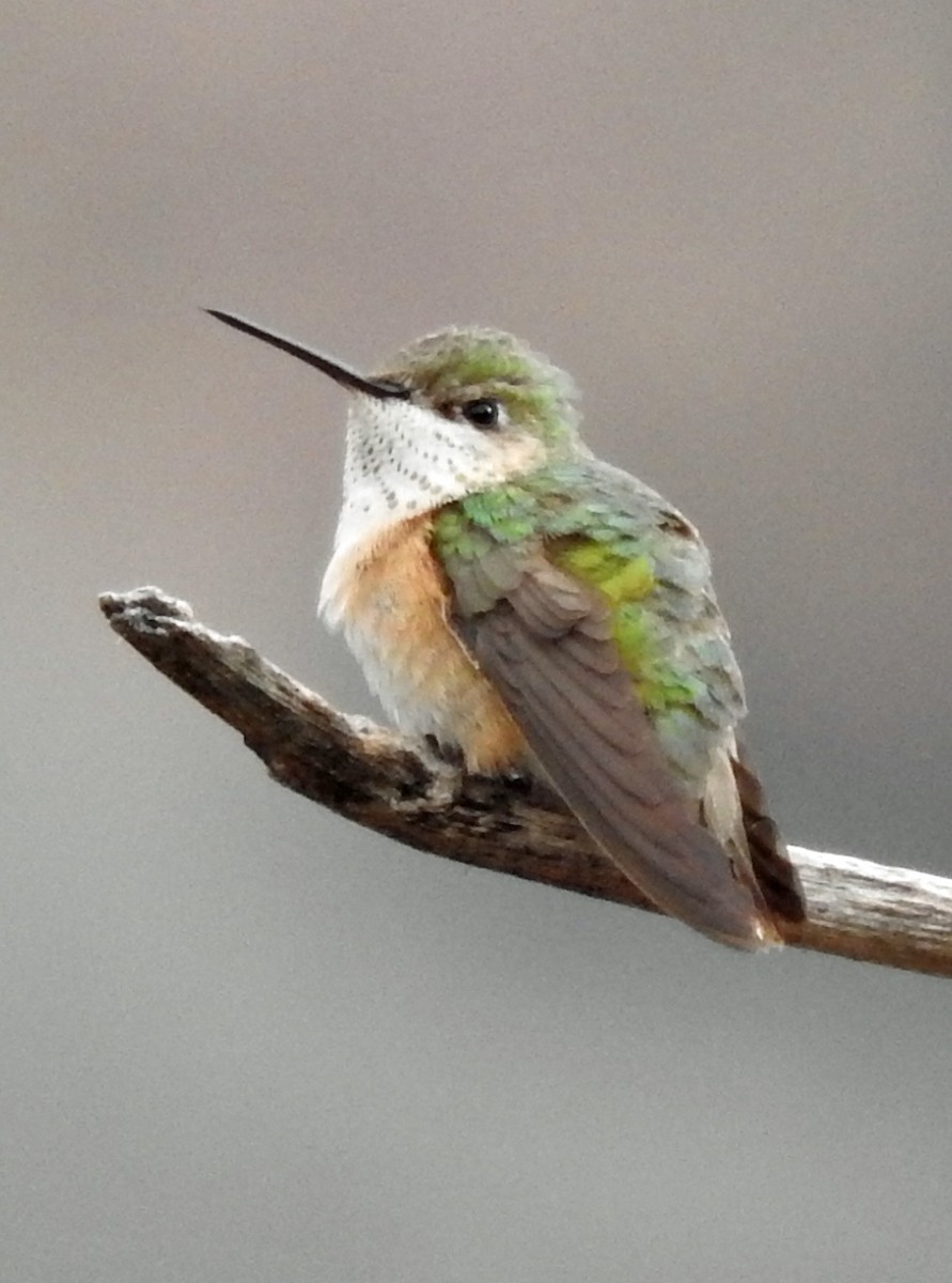 Calliope Hummingbird - Tresa Moulton