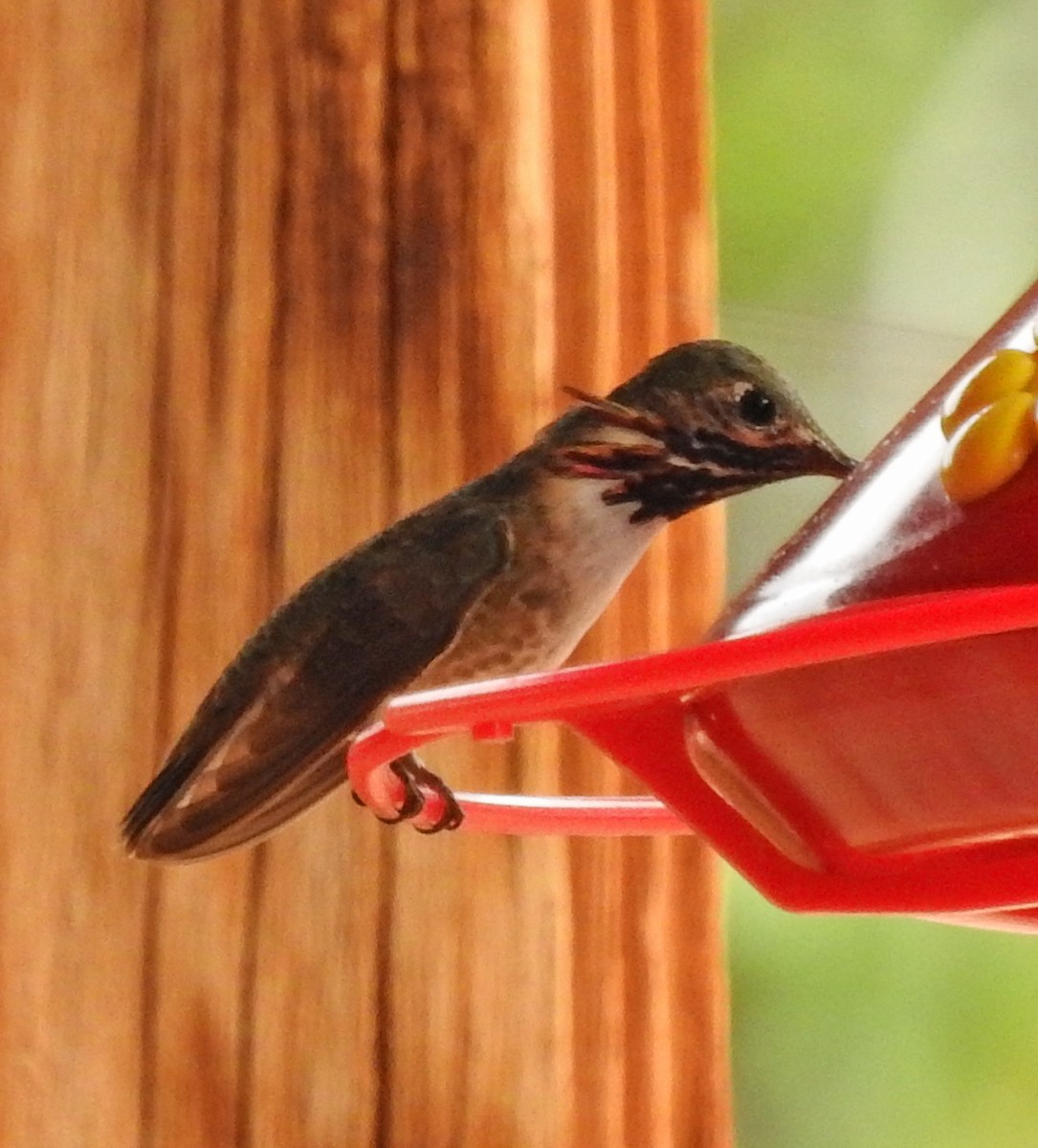 Calliope Hummingbird - ML32063391