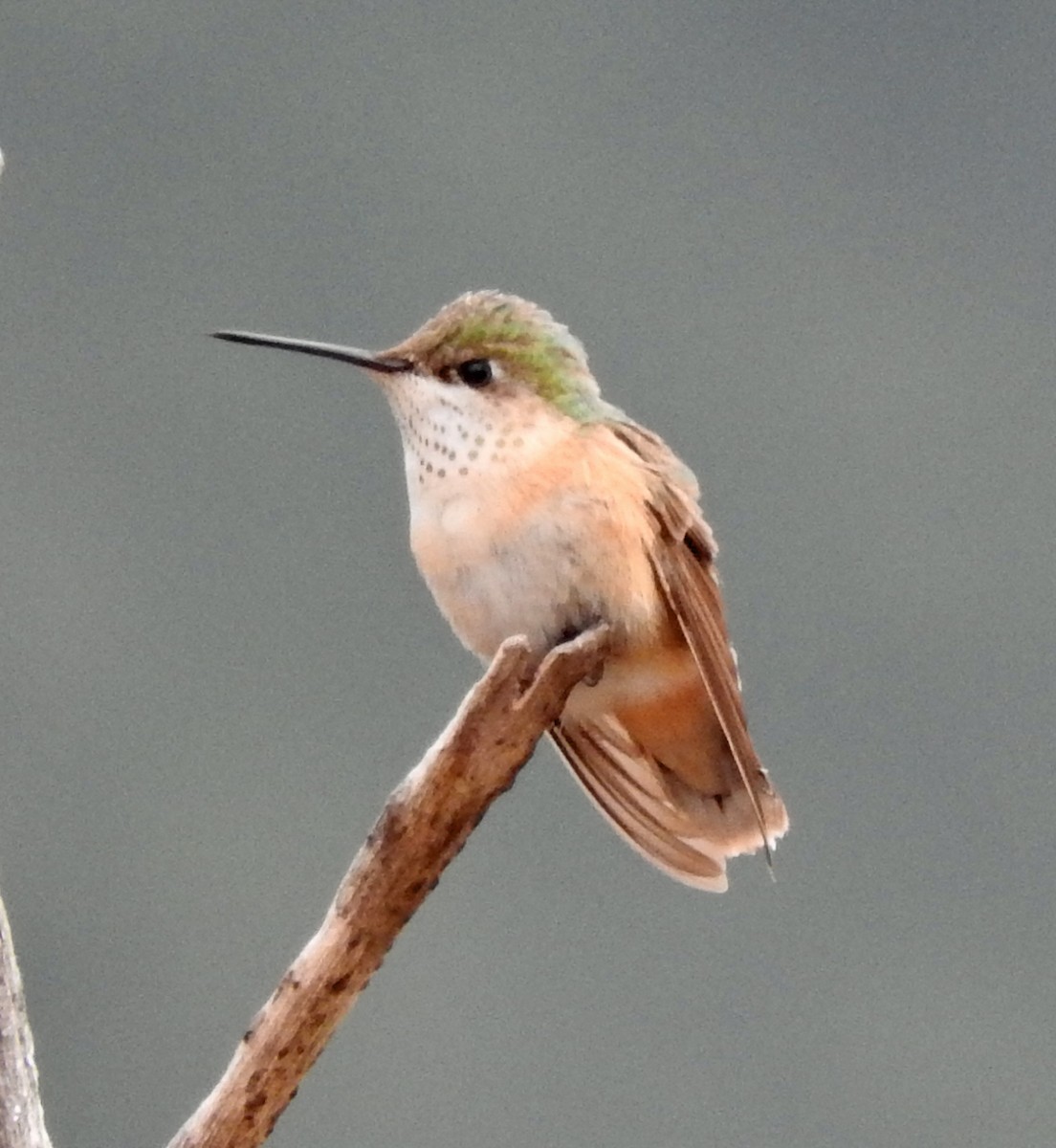 Calliope Hummingbird - ML32063401
