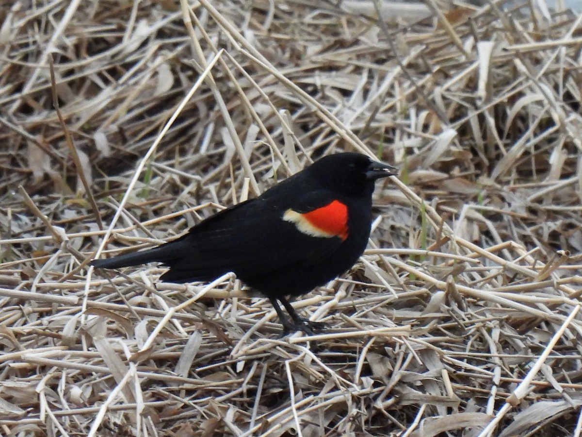 Red-winged Blackbird - ML320637451