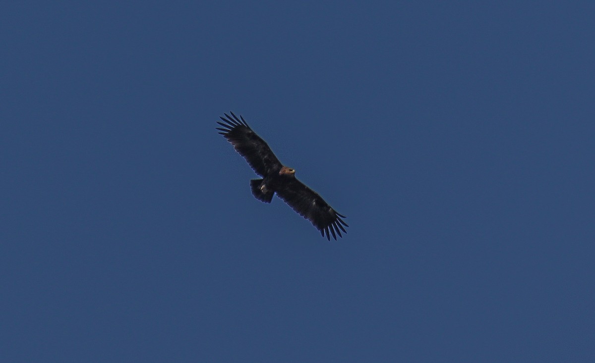 Lesser Spotted Eagle - ML320644071