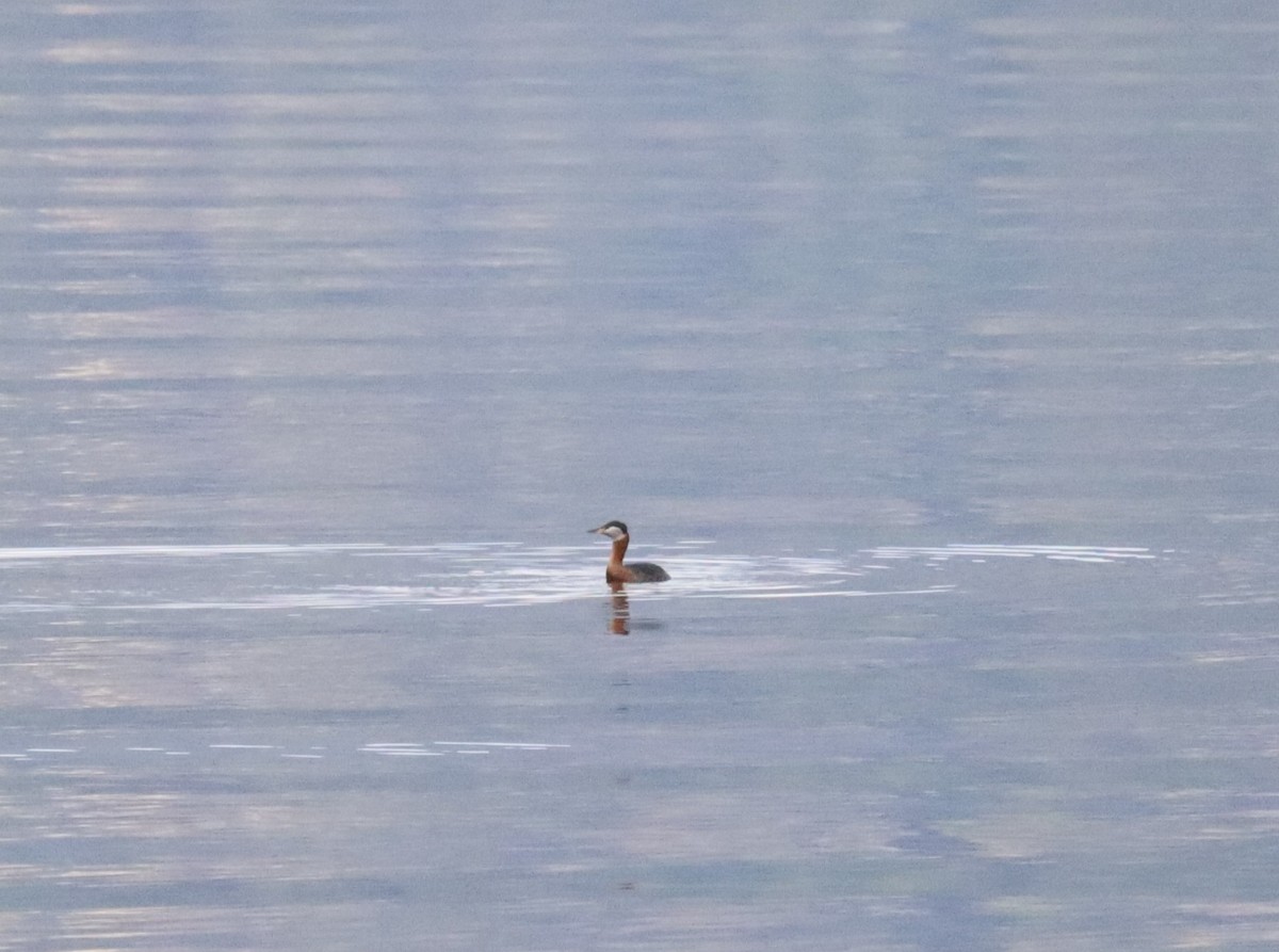 Red-necked Grebe - ML320644611