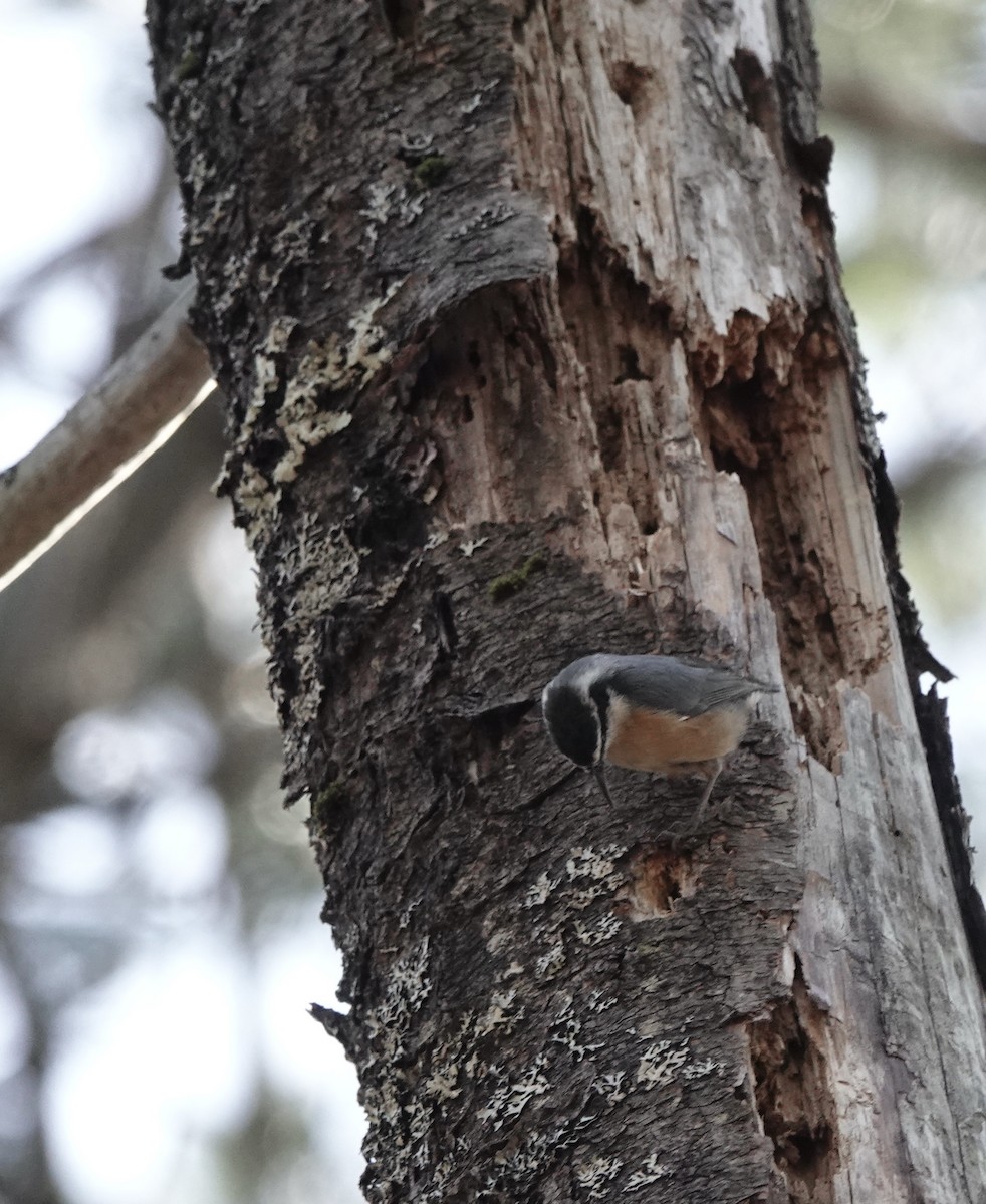 Red-breasted Nuthatch - ML320648581