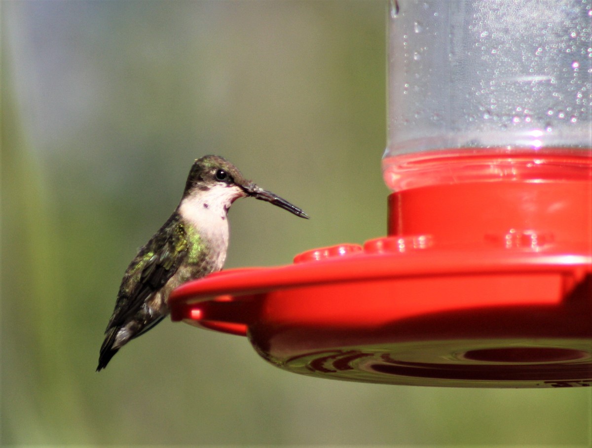 Ruby-throated Hummingbird - ML320648601