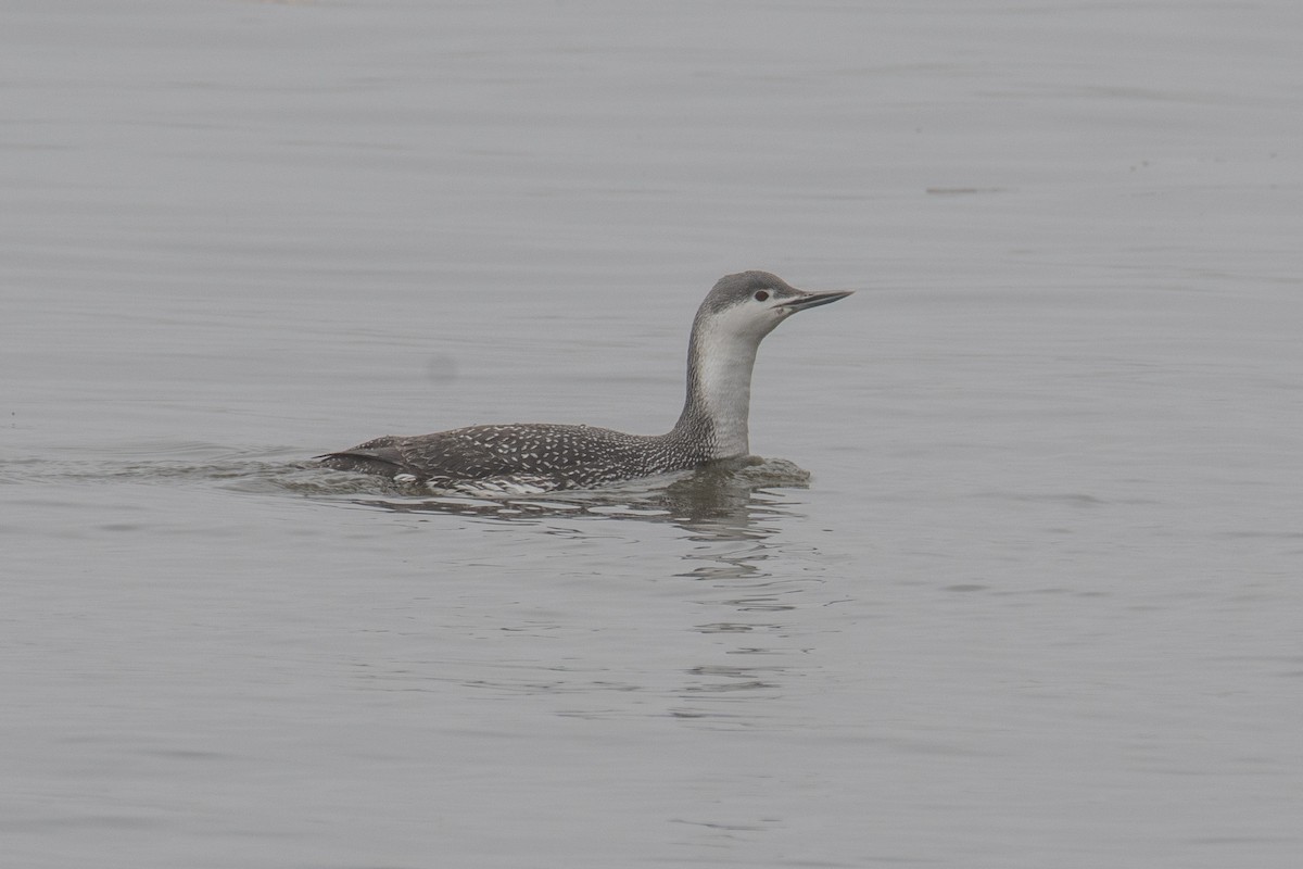 Red-throated Loon - ML320655111
