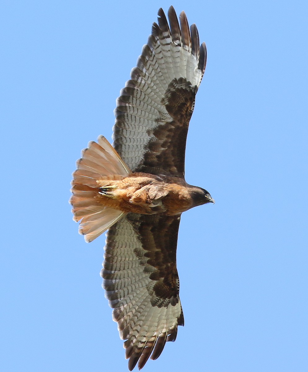 Red-tailed Hawk - ML320663231