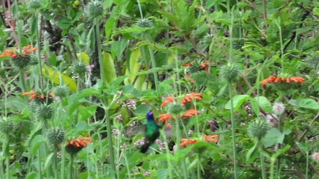 kolibřík modrohlavý - ML320663951