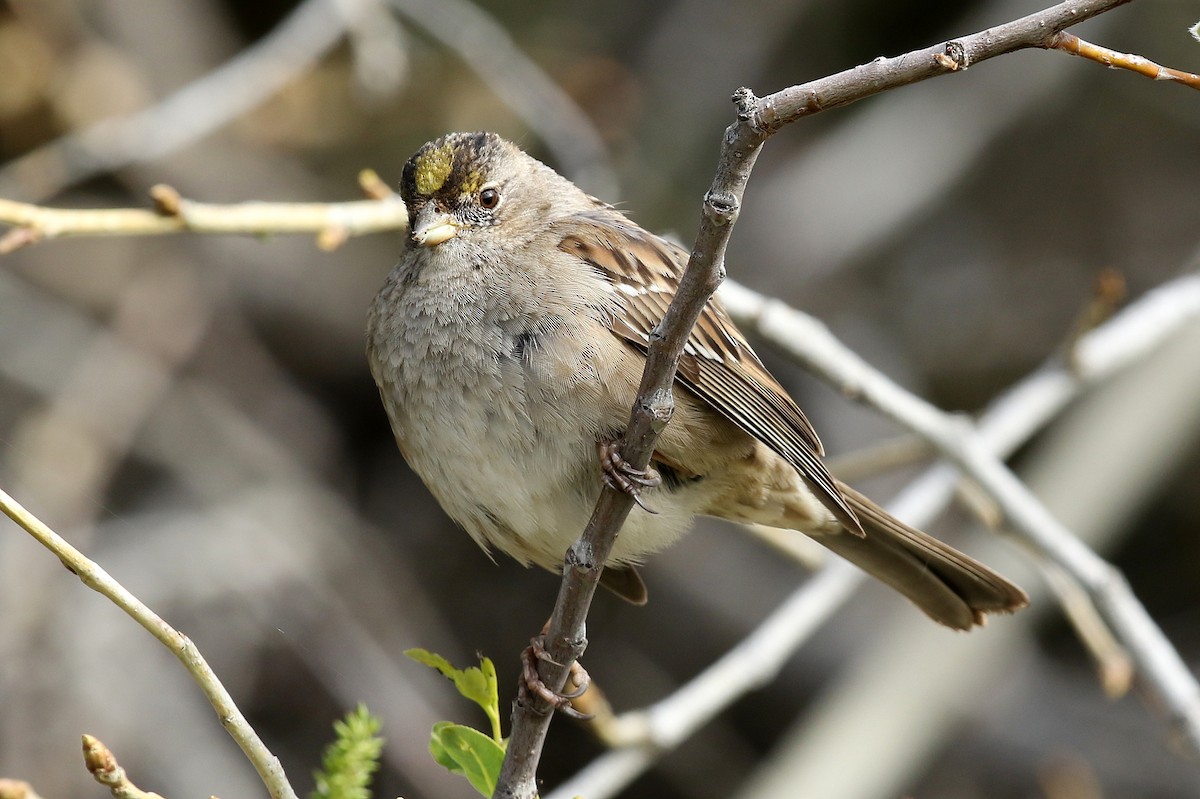 Golden-crowned Sparrow - ML320664341