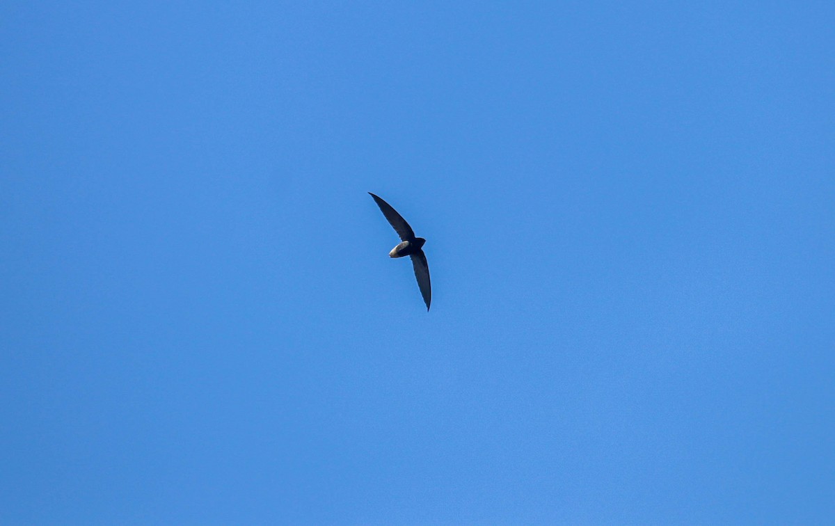 Short-tailed Swift - Will McPhail