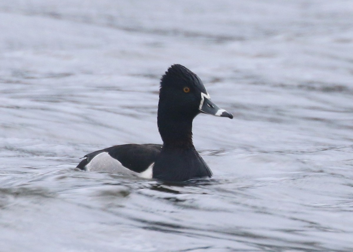 Ring-necked Duck - Philip Precey