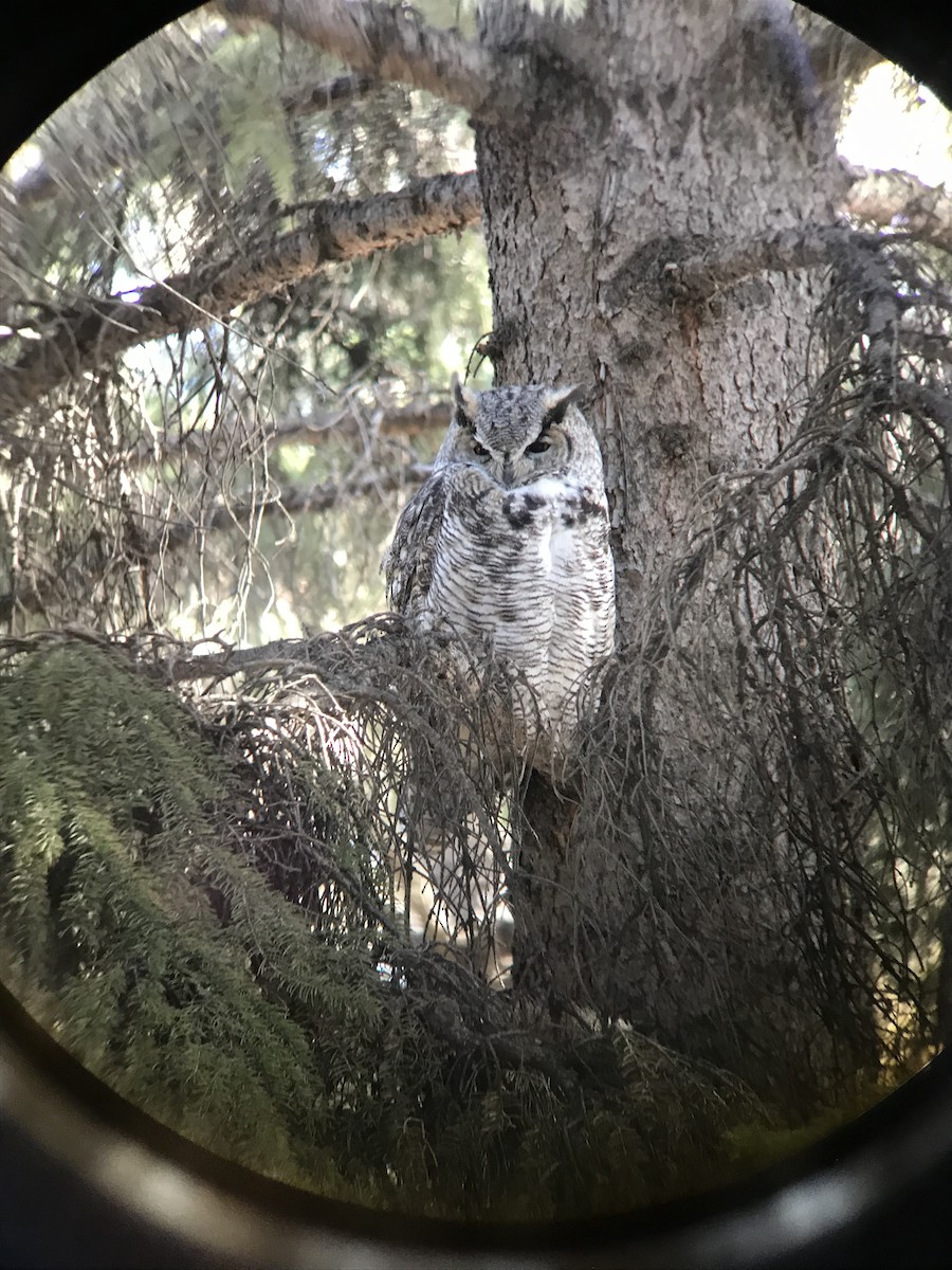 Great Horned Owl - ML320668561