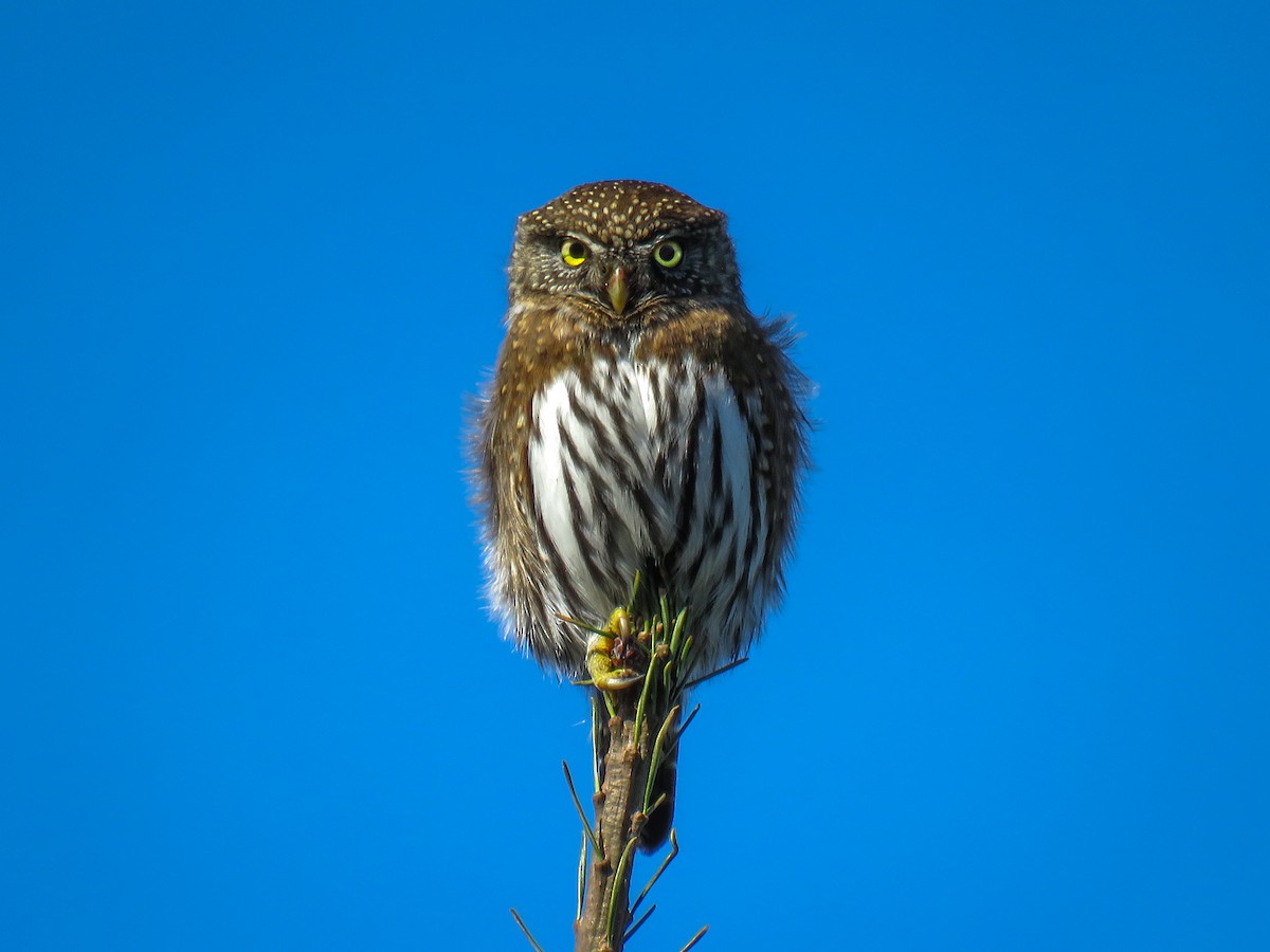 Northern Pygmy-Owl - Leonard Barrett