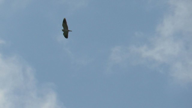 Black-winged Kite - ML320679181