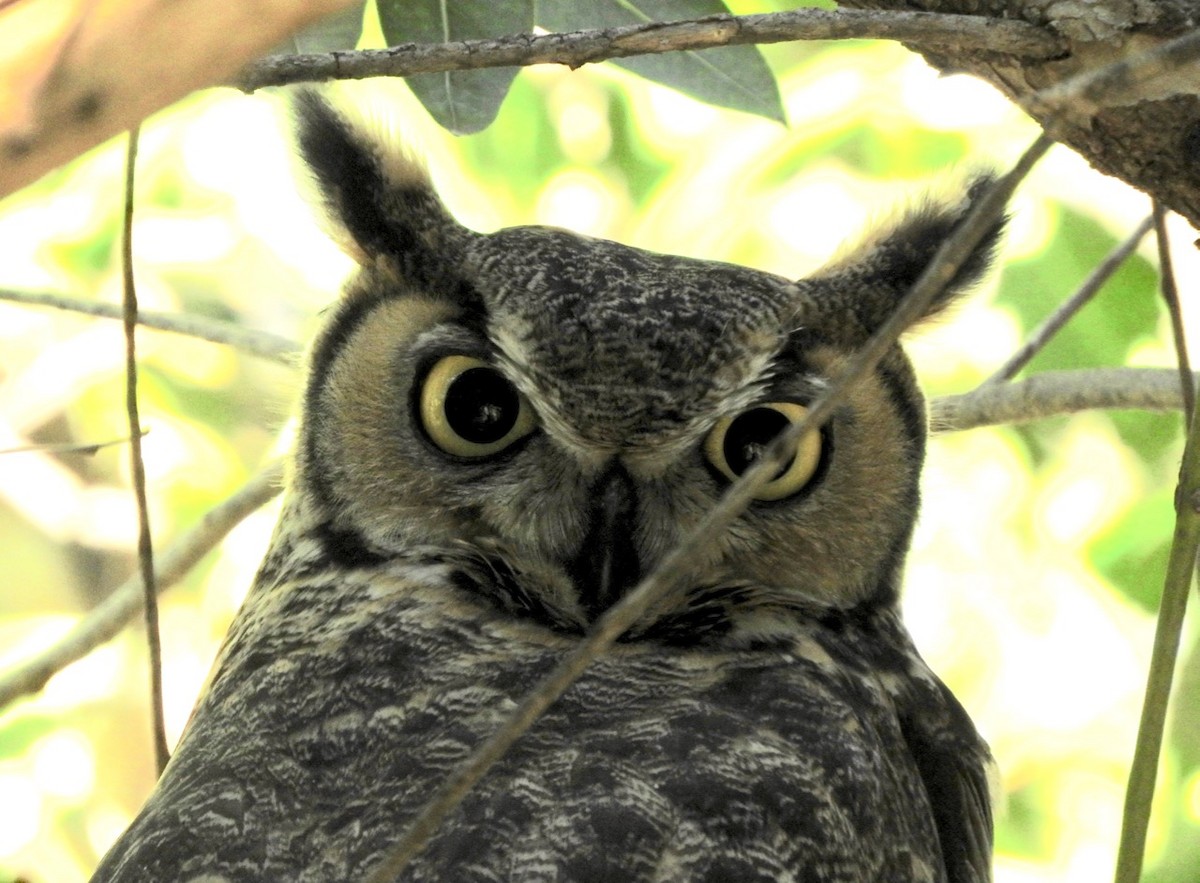 Great Horned Owl - Kurt Wahl