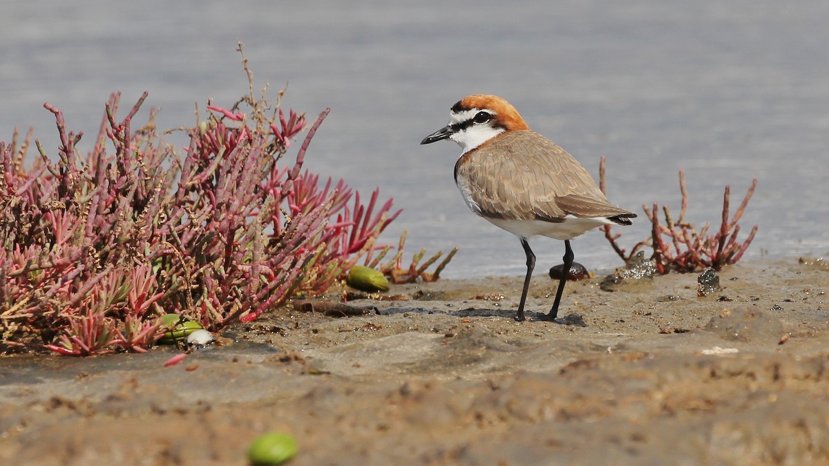 Red-capped Plover - ML32068241