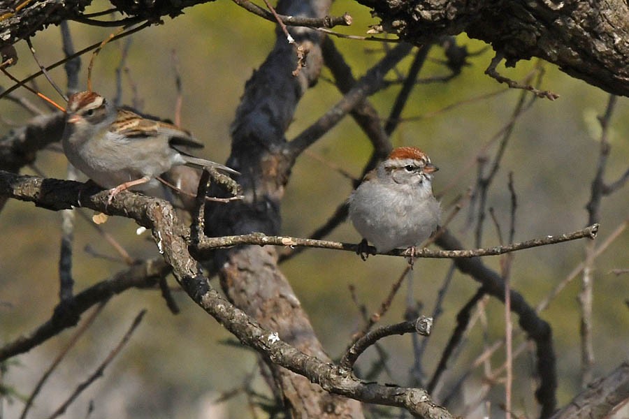 Chipping Sparrow - ML320683561
