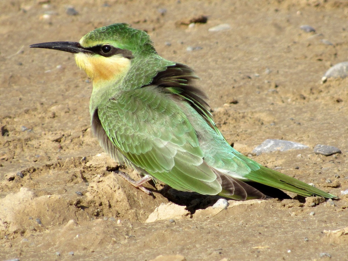Blue-cheeked Bee-eater - ML32068421