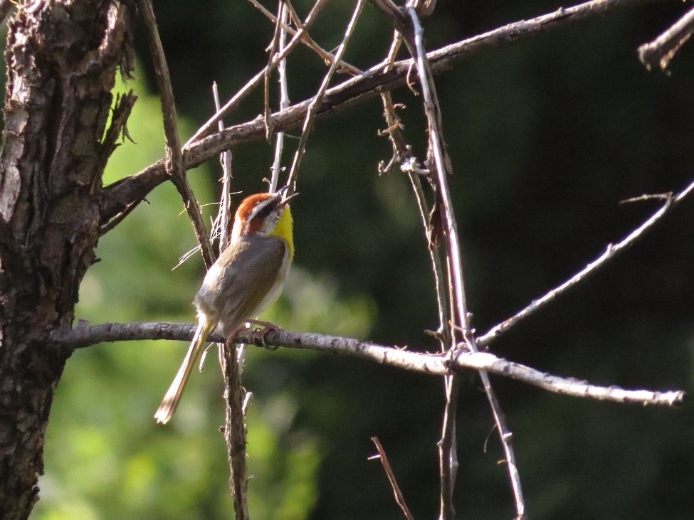 Rufous-capped Warbler - ML32068561