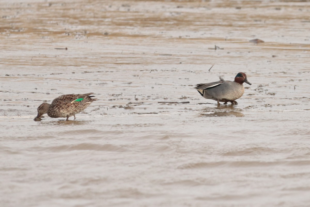Green-winged Teal - ML320689501