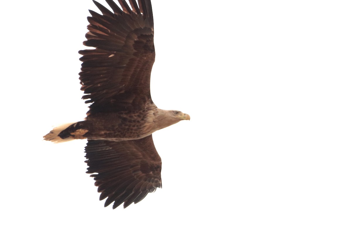White-tailed Eagle - Letty Roedolf Groenenboom