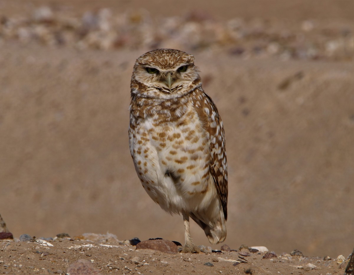 Burrowing Owl - ML320690151