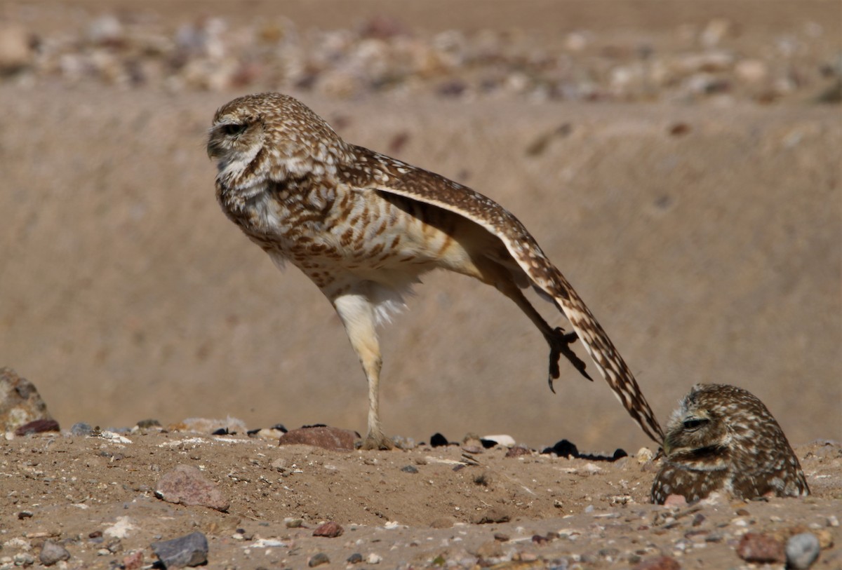Burrowing Owl - ML320690211